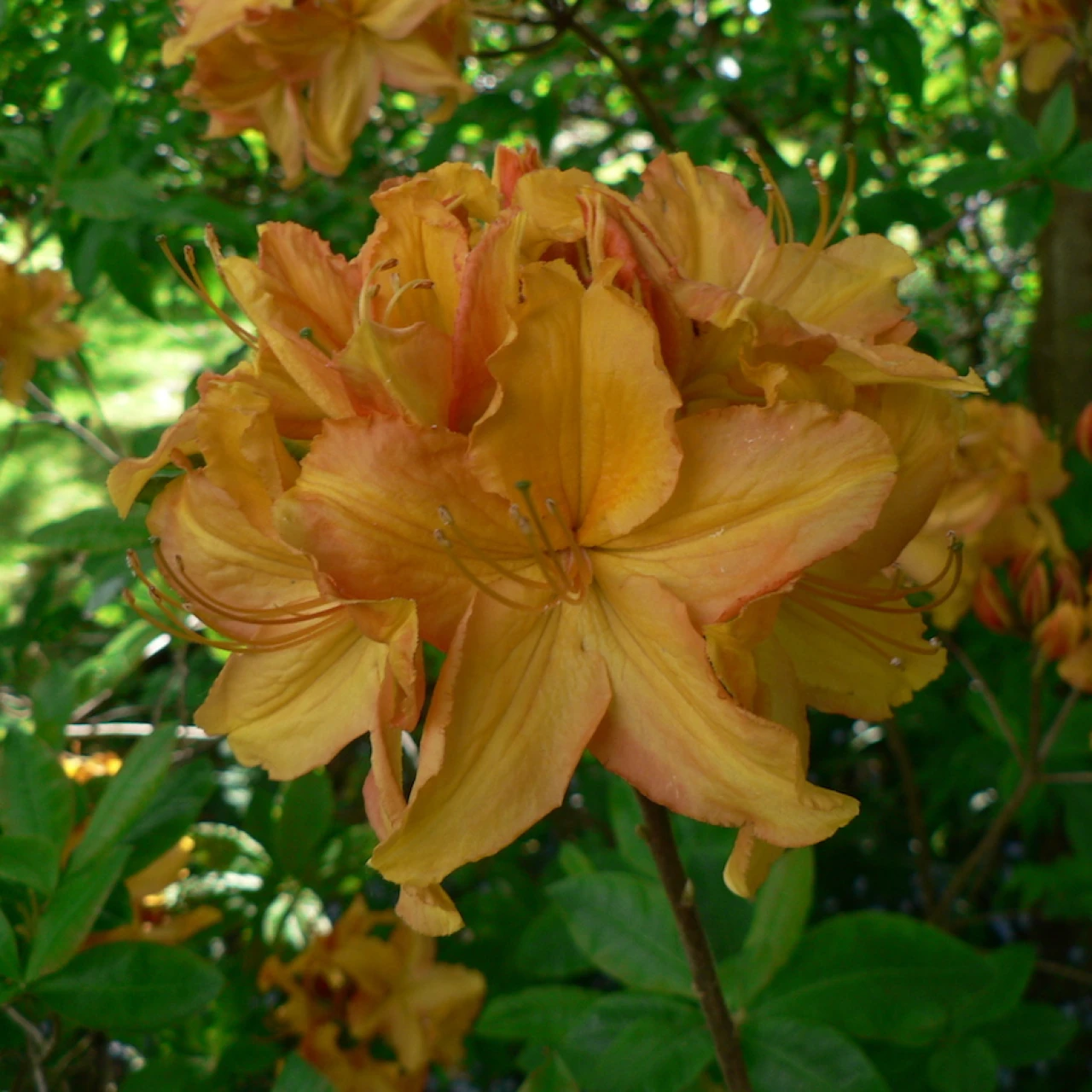 Unknown hybrid